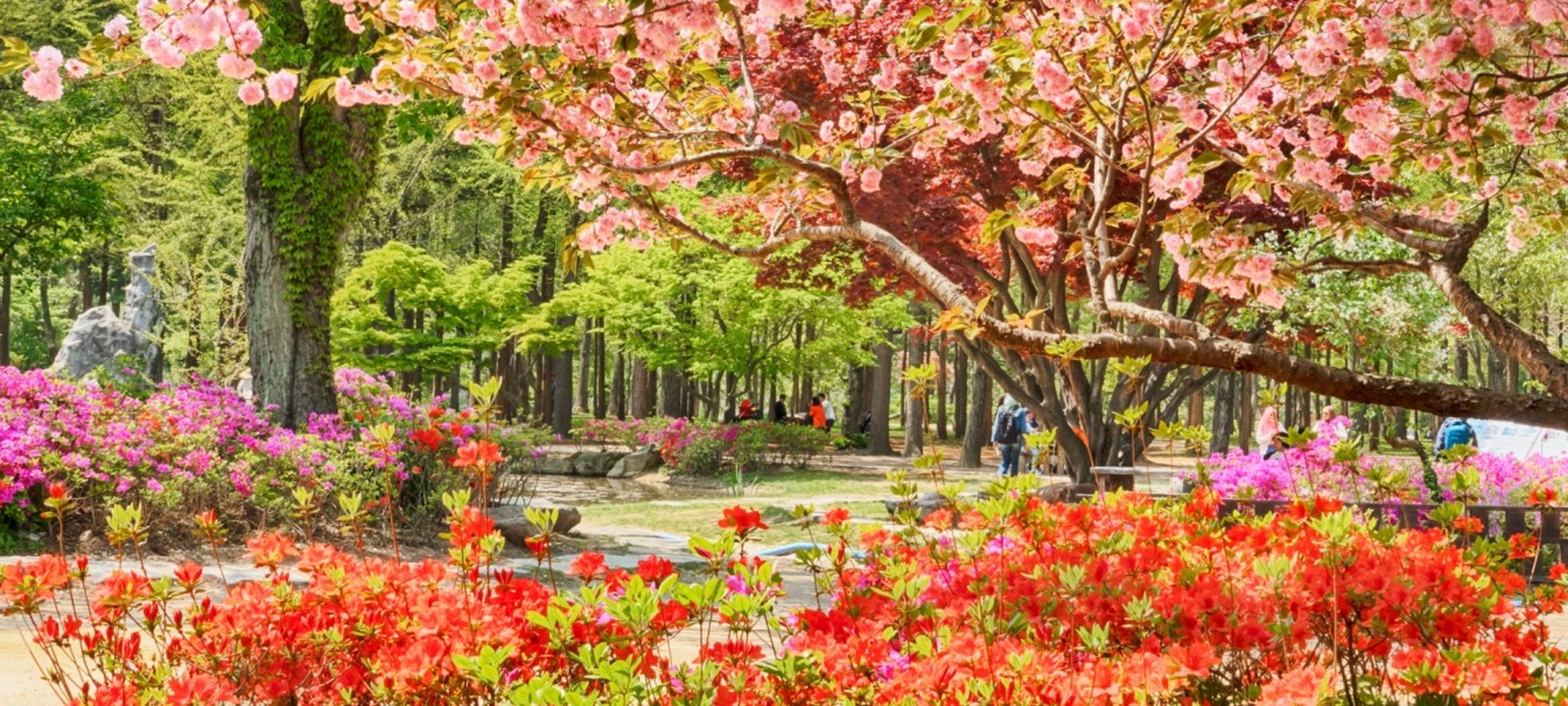 Nami Island on Nami Island One Day Tour