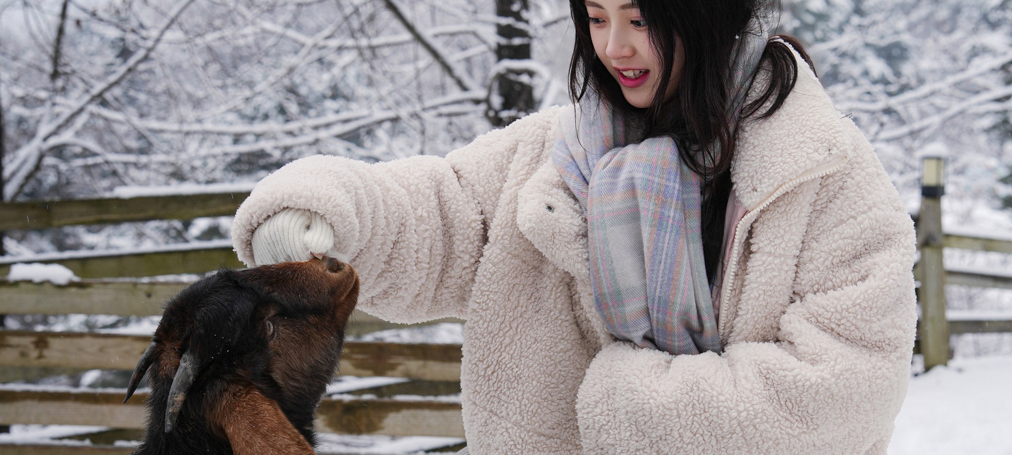 Alpaca World on Alpaca World + Nami Island One Day Tour