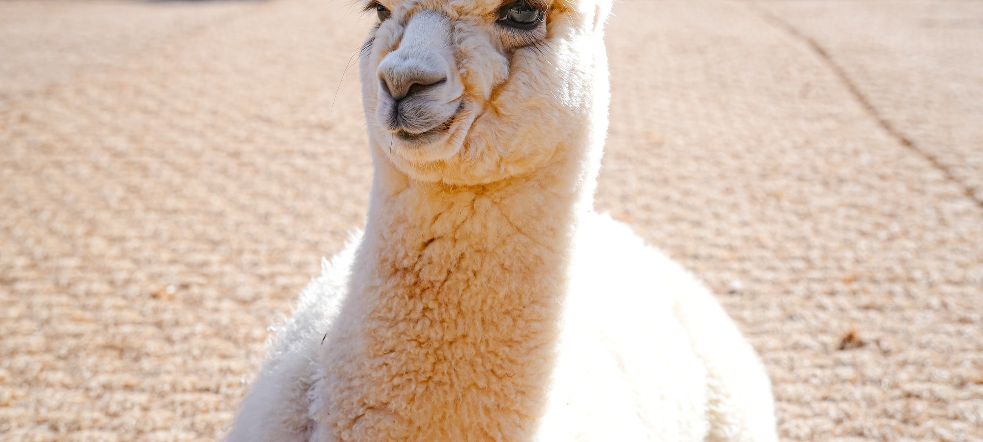 Alpaca World on Alpaca World + Gangchon Railbike + Nami Island + Garden of Morning Calm One Day Tour