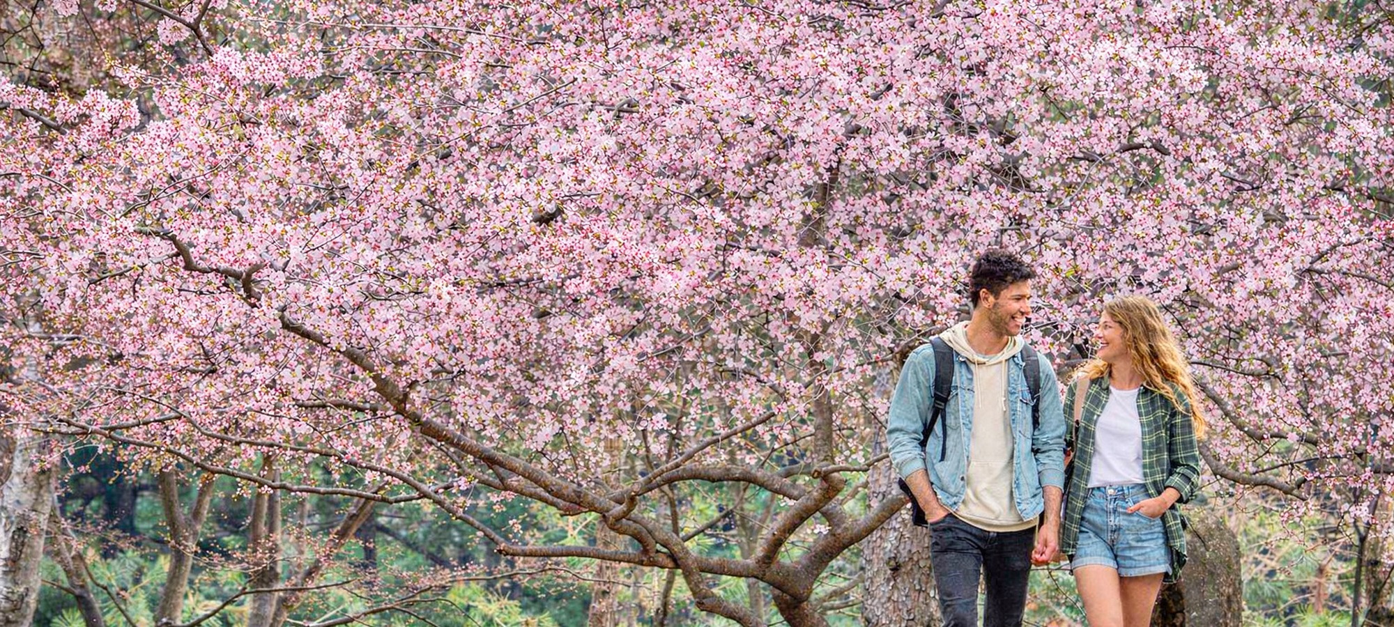 Nami Island on Alpaca World + Gangchon Railbike + Nami Island + Garden of Morning Calm One Day Tour