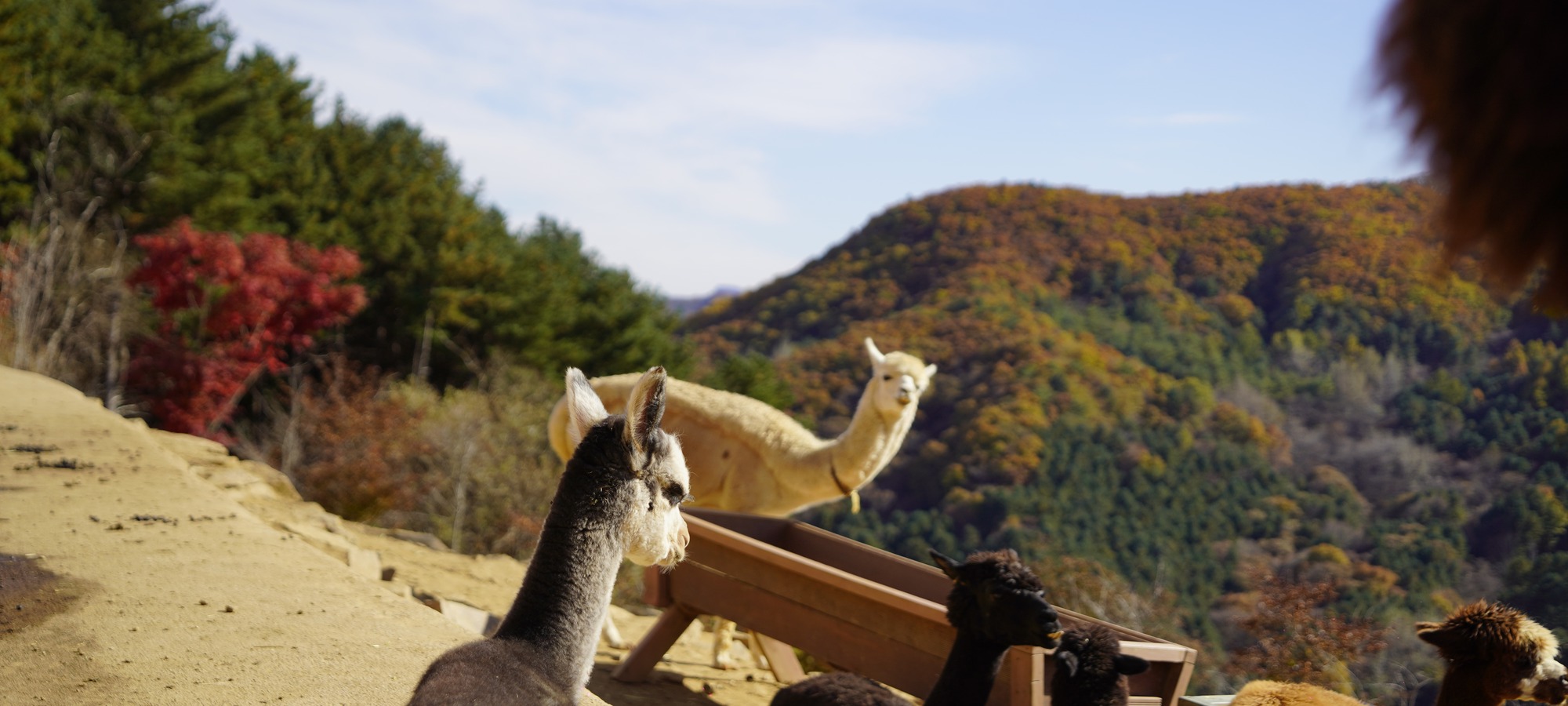 Alpaca World on Alpaca World + Gangchon Railbike + Nami Island + The Stay Healing Park One Day Tour