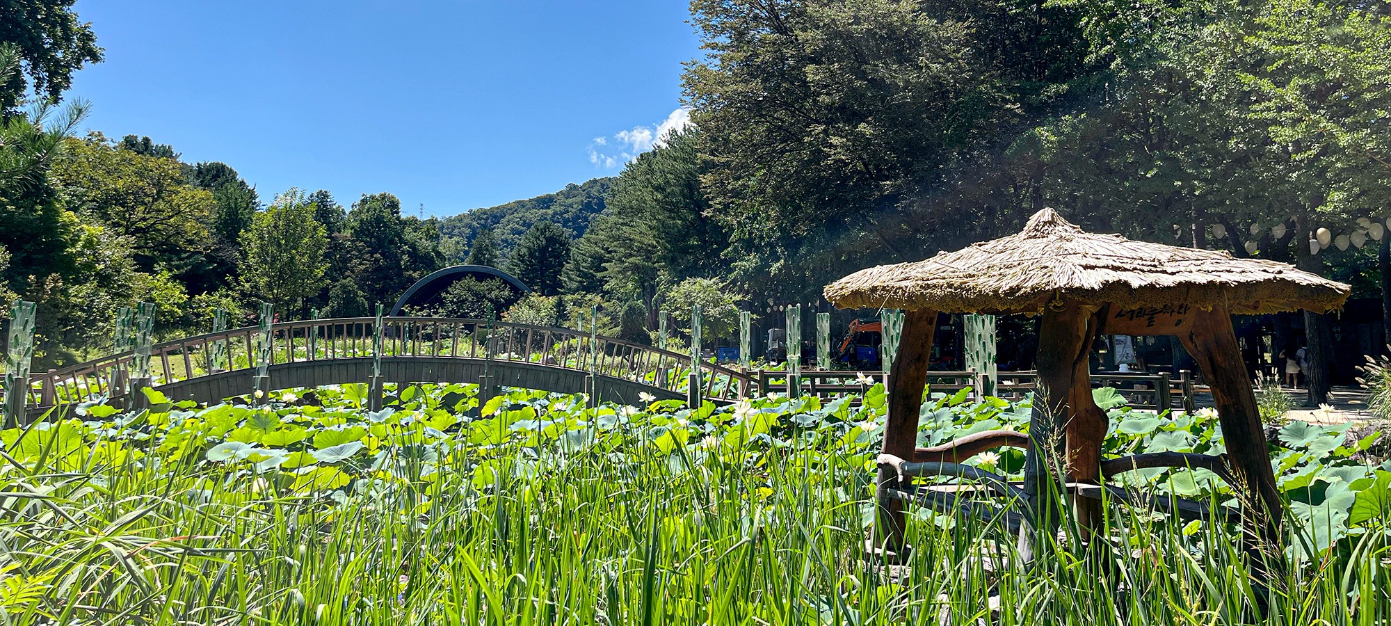 Nami Island on Alpaca World + Gangchon Railbike + Nami Island + The Stay Healing Park One Day Tour