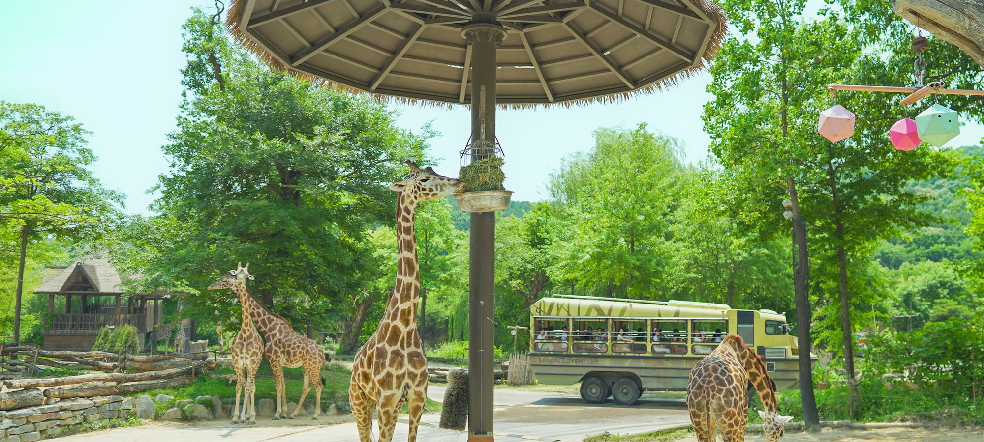 Everland on Everland One Day Tour