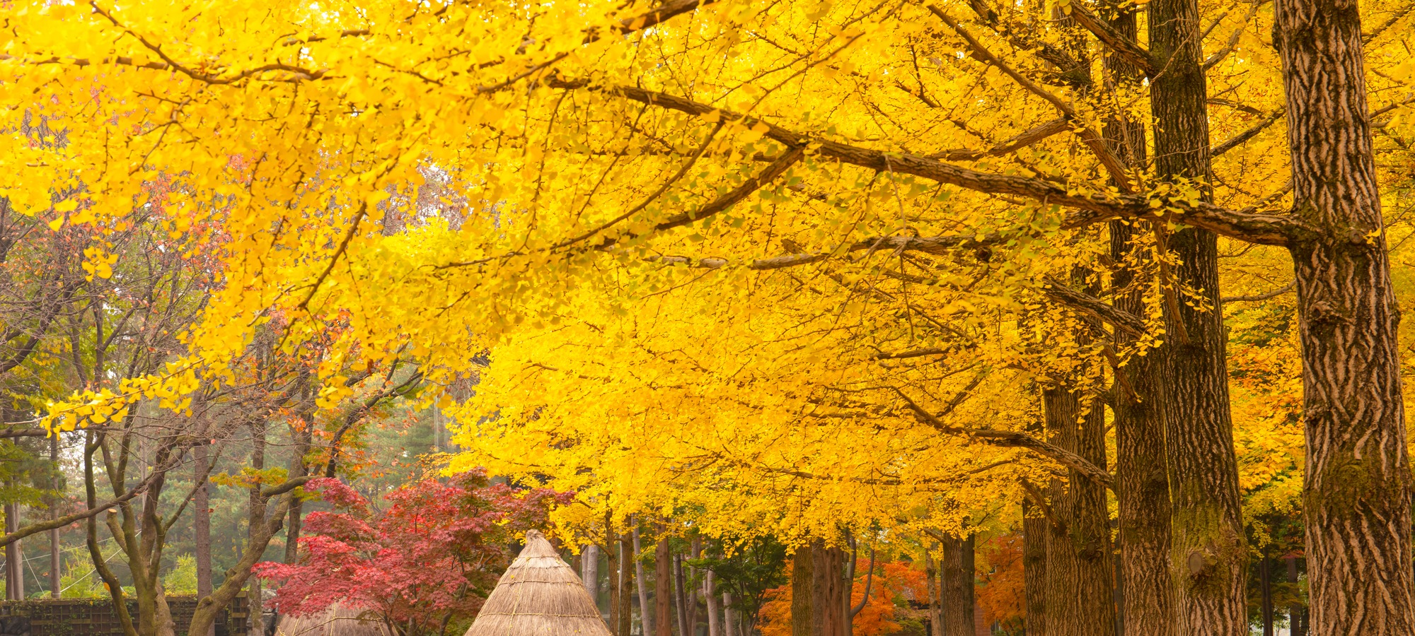 Nami Island on Nami Island + Mt. Seorak One Day Tour