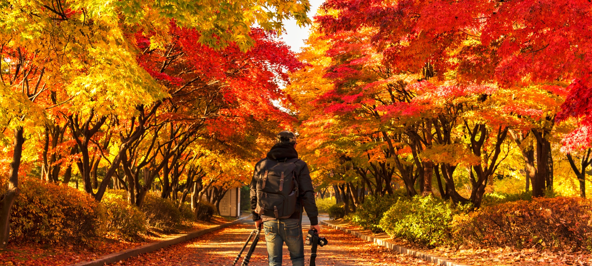 Nami Island on Nami Island + The Garden of Morning Calm One Day Tour