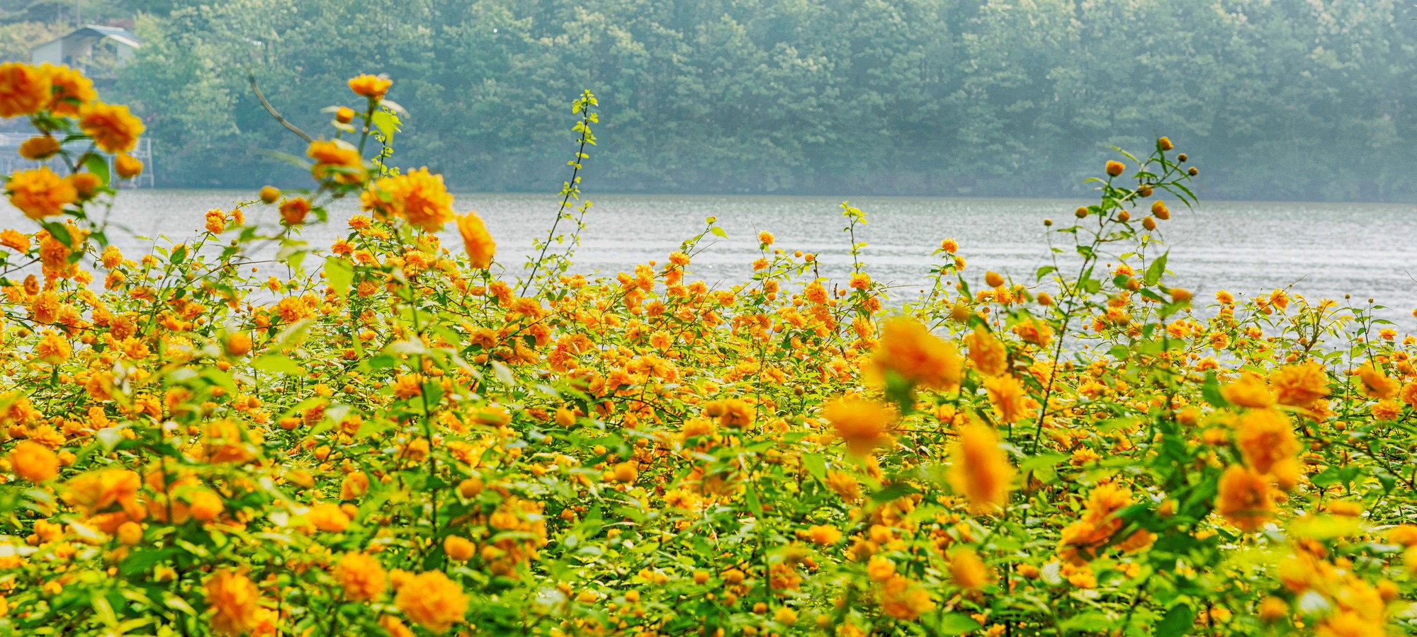 Nami Island on Nami Island + The Garden of Morning Calm One Day Tour