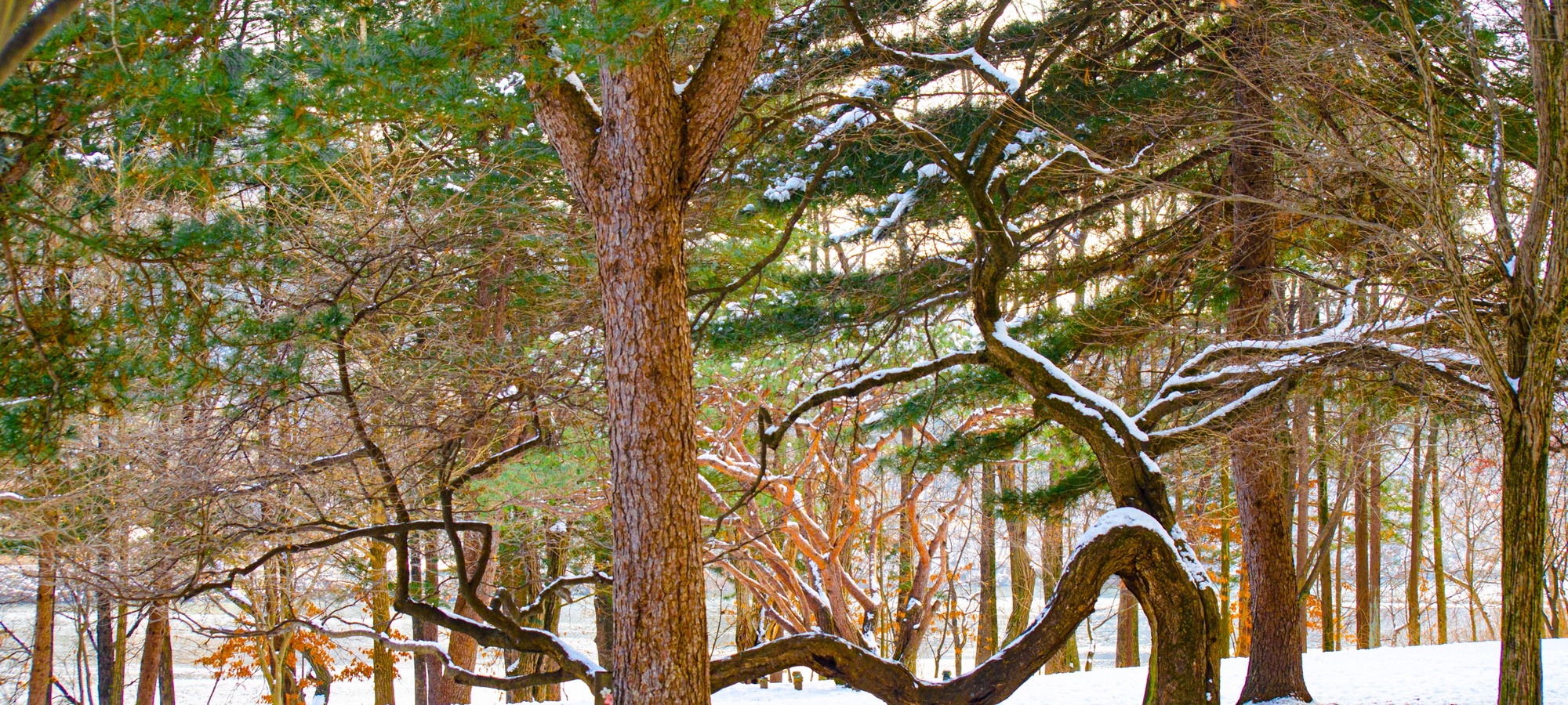 Nami Island on Round-trip Shuttle Bus from Seoul to Nami Island