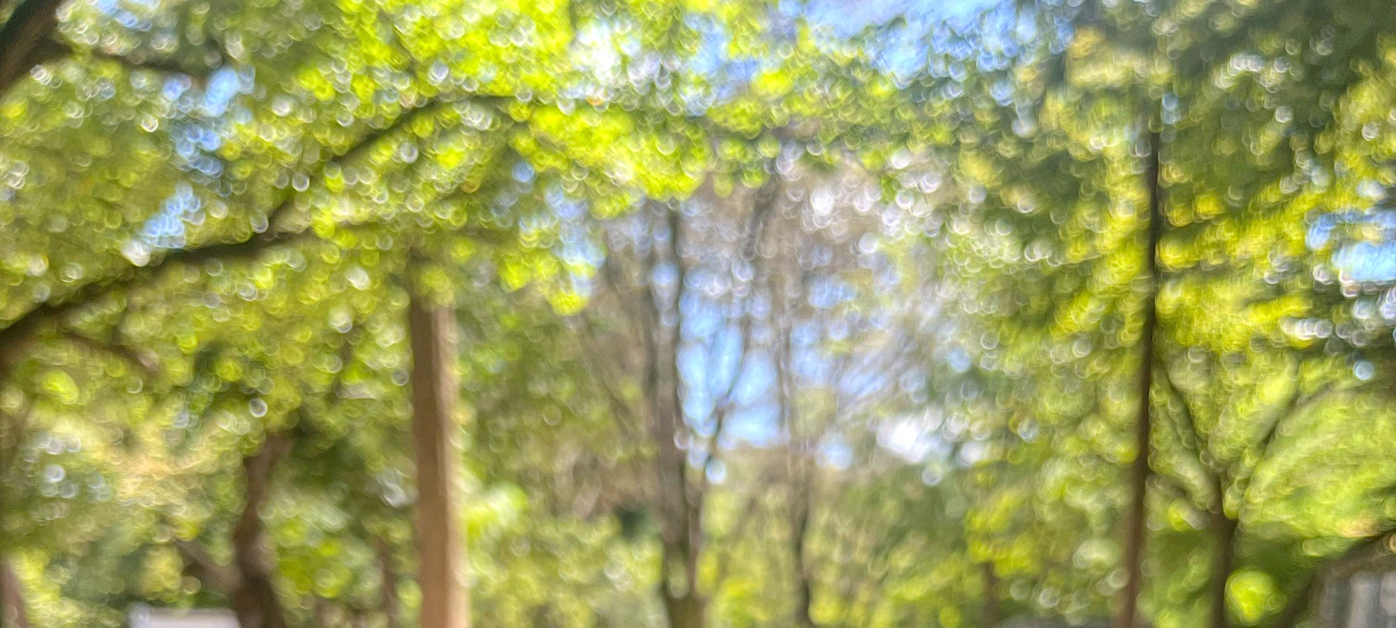 Nami Island on Nami Island + Petite France & Italian Village + Gangchon Railbike + The Garden of Morning Calm One Day Tour