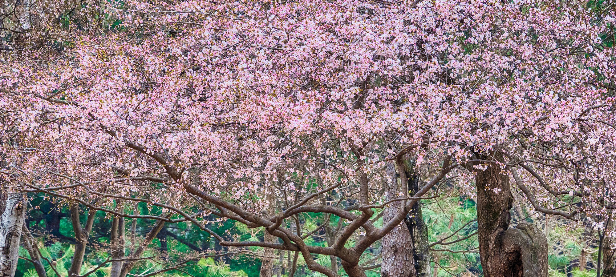 Nami Island on Alpaca World + Nami Island + Gangchon Railbike One Day Tour