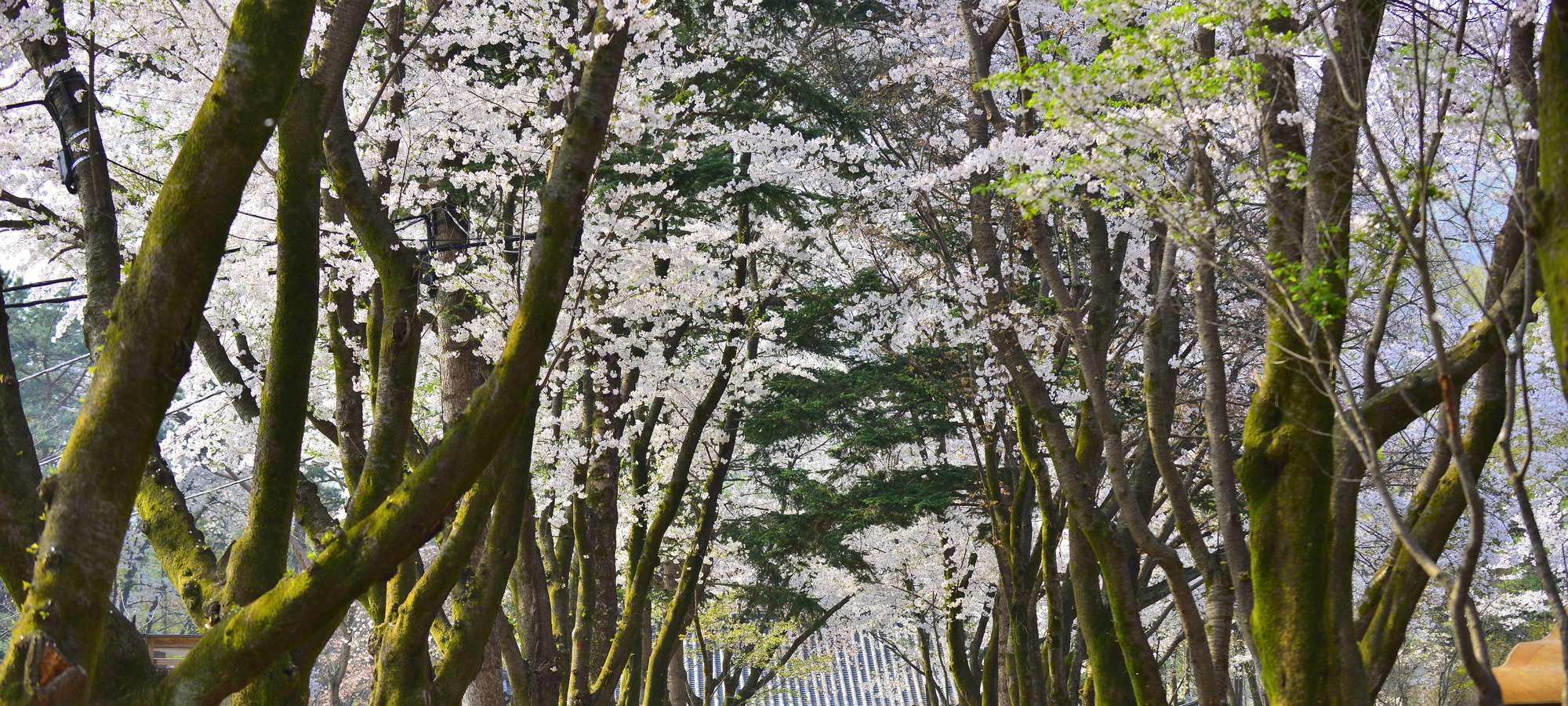 Nami Island on Alpaca World + Nami Island + The Garden of Morning Calm One Day Tour