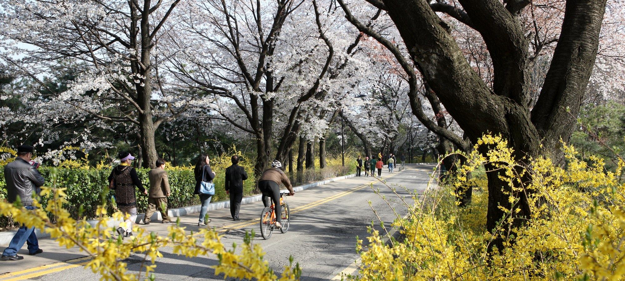 Bollerwagen Club Seoul · First Walk